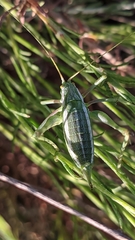 Odontura aspericauda