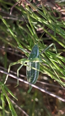 Odontura aspericauda