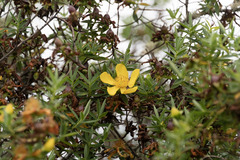Hypericum revolutum