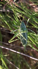 Odontura aspericauda