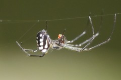 Leucauge argentina