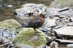 Turdus merula