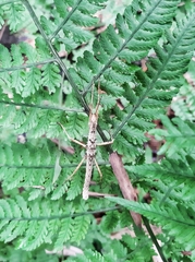 Neohirasea
