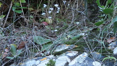 Streptocarpus meyeri