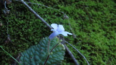 Streptocarpus meyeri