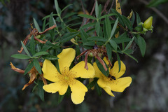 Hypericum revolutum
