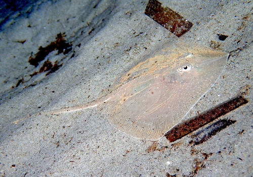 Mediterranean starry skate (Raja asterias) — Rajidae — 4