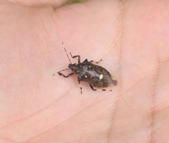 Eocanthecona thomsoni