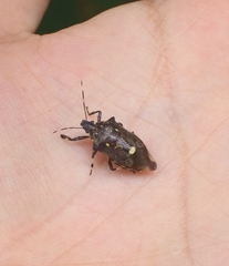 Eocanthecona thomsoni