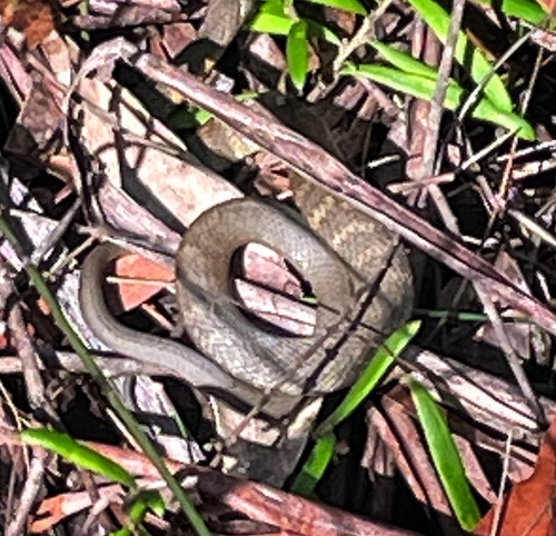 Tiger Snake sighting