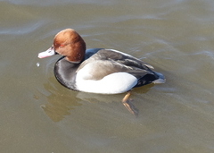 Netta rufina × Aythya ferina