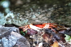 Tiwaripotamon edostilus