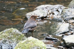 Turdus merula