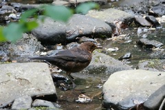 Turdus merula