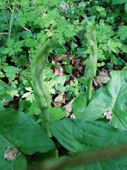 Arum cylindraceum