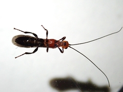 Braconidae