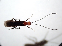Braconidae