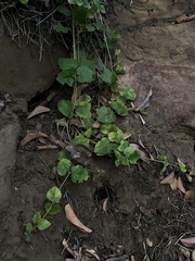 Clinopodium douglasii