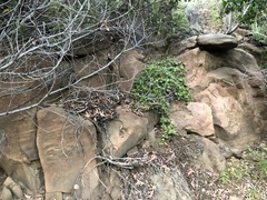 Clinopodium douglasii