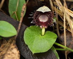Corybas pruinosus