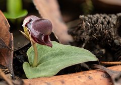 Corybas unguiculatus