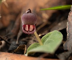 Corybas unguiculatus