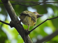 Cyclarhis gujanensis