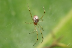 Theridion zonulatum