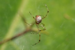 Theridion zonulatum