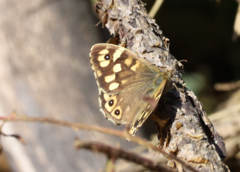 Pararge aegeria tircis
