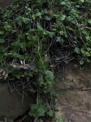 Clinopodium douglasii