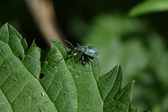 Phyllobius pomaceus