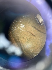 Stenogobius hawaiiensis