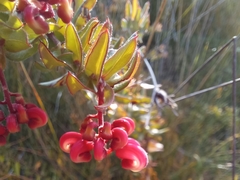 Grevillea baueri