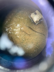 Stenogobius hawaiiensis