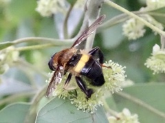 Milesia balteata