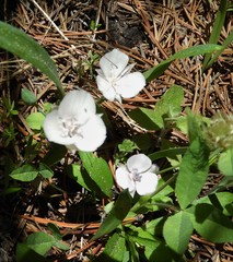 Calochortus minimus