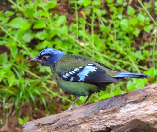 Green Cochoa (Cochoa viridis), photo 3