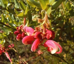 Grevillea baueri