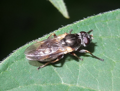 Myolepta