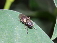 Myolepta