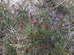 Empetrum nigrum
