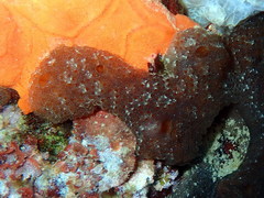 Aplidium fuscum
