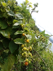 Rubus