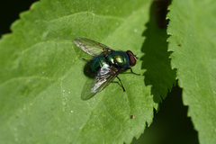 Lucilia