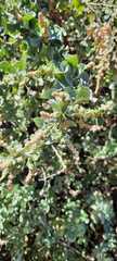 Atriplex nummularia