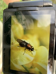 Clitellaria ephippium