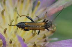 Oedemera simplex