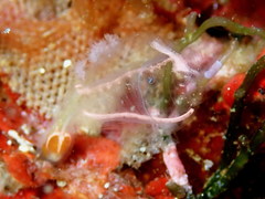 Clavelina gemmae