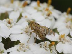 Chaetorellia jaceae